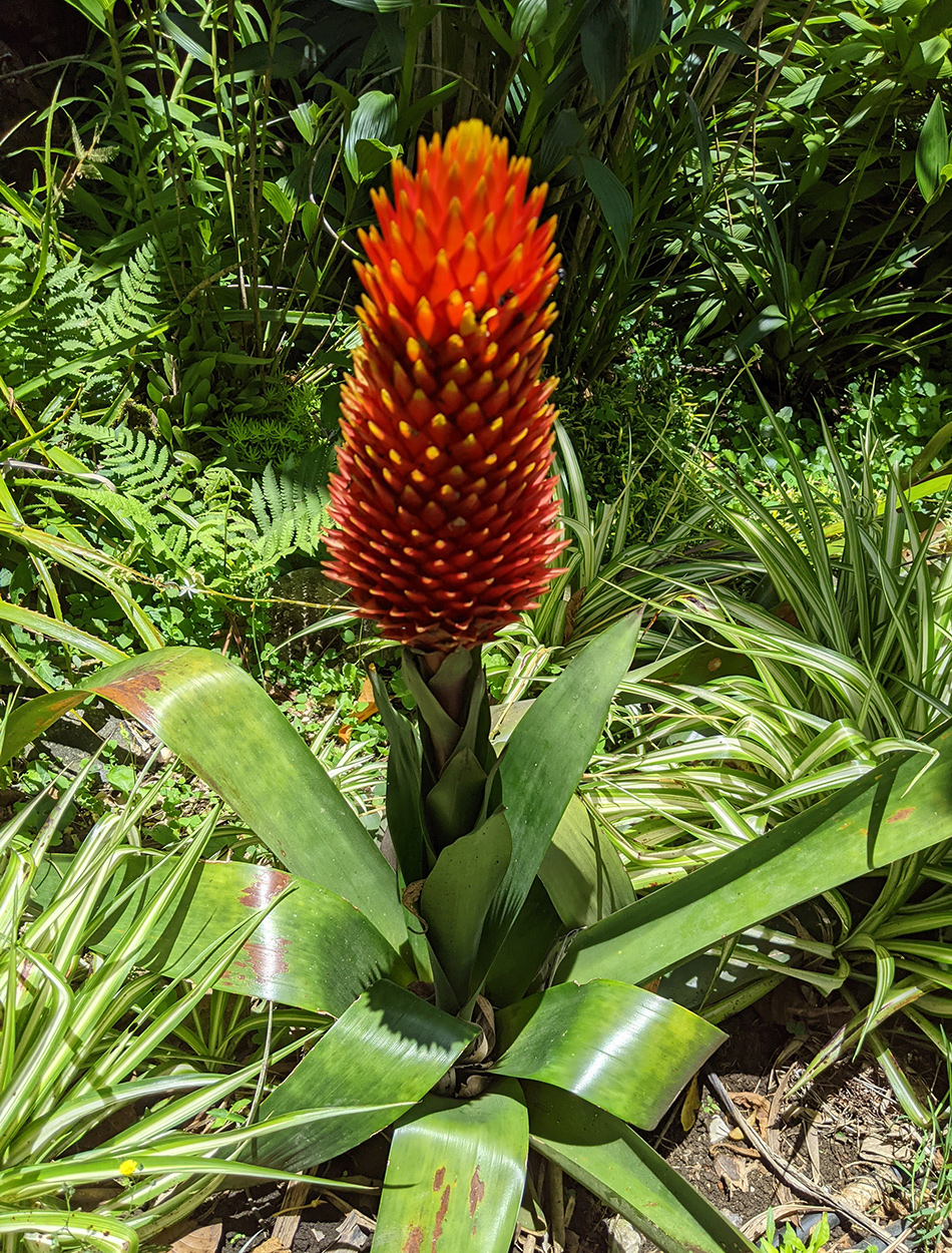 tropical plant with large spiky orange flower