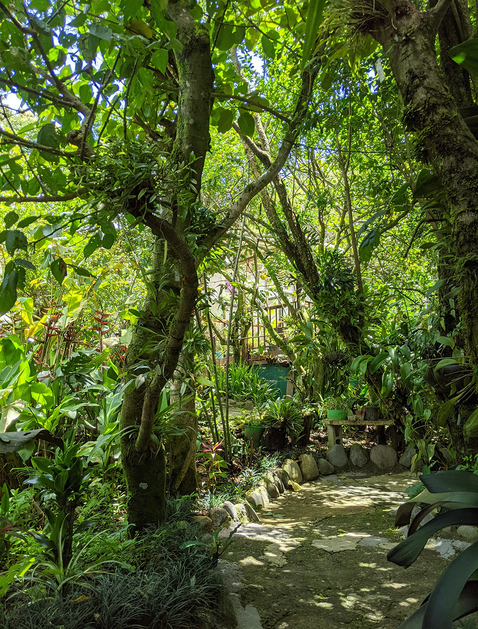 a path a the orchid garden