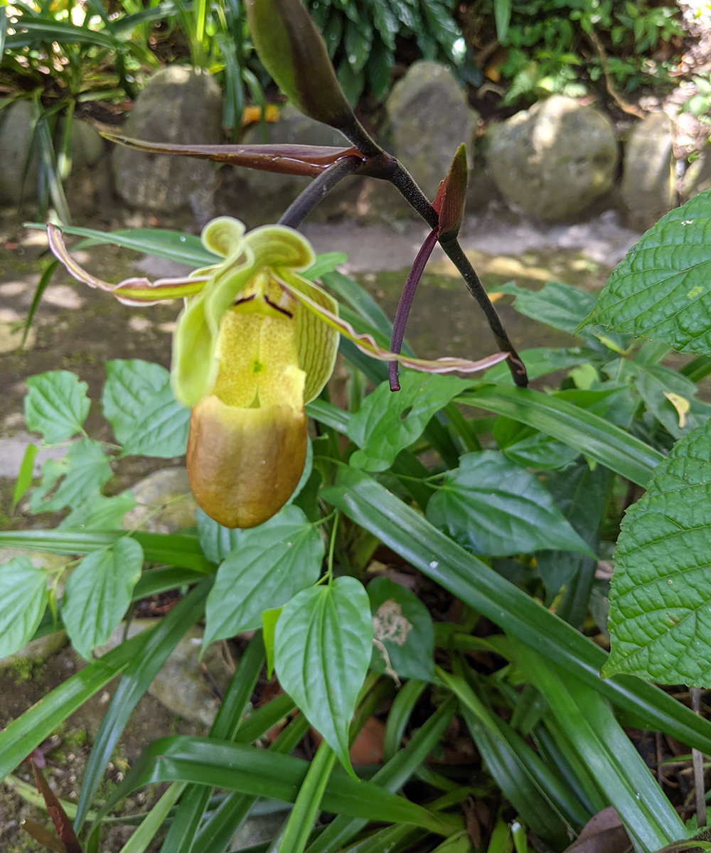 yellow and red orchid flower