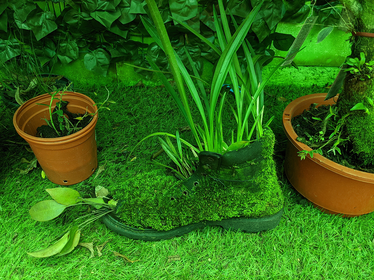 plants growing out of a moss covered boot