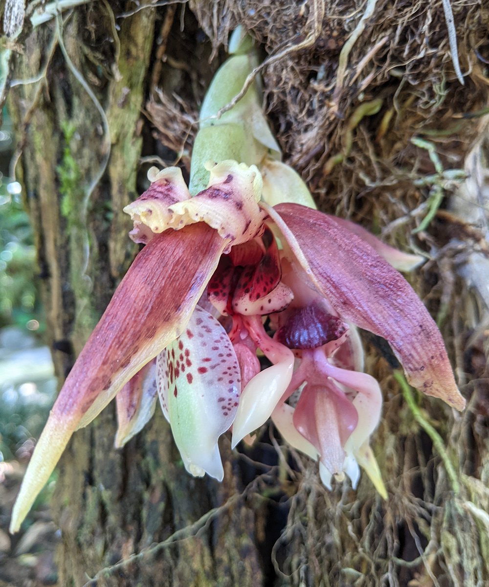 close up of orchid flower with a bizarre shape