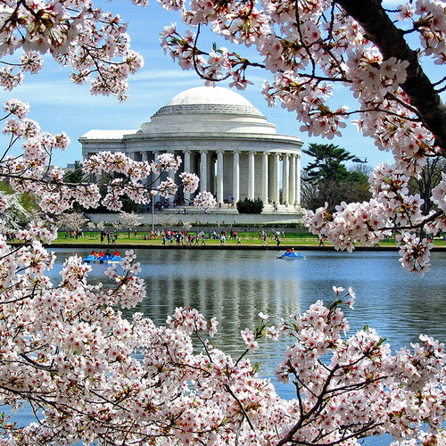 cherry trees at the tidal basin in bloom