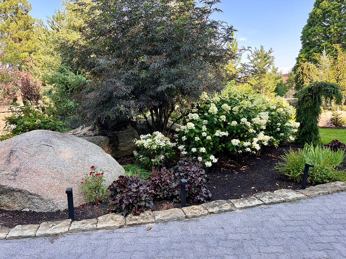 garden bed with dark foliage shrub and hydrangea with white blooms