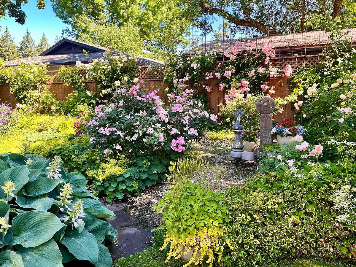 garden with lots of pink roses