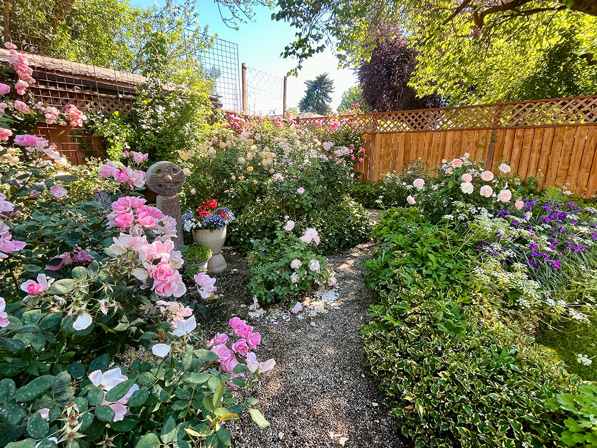 path cutting through rose garden