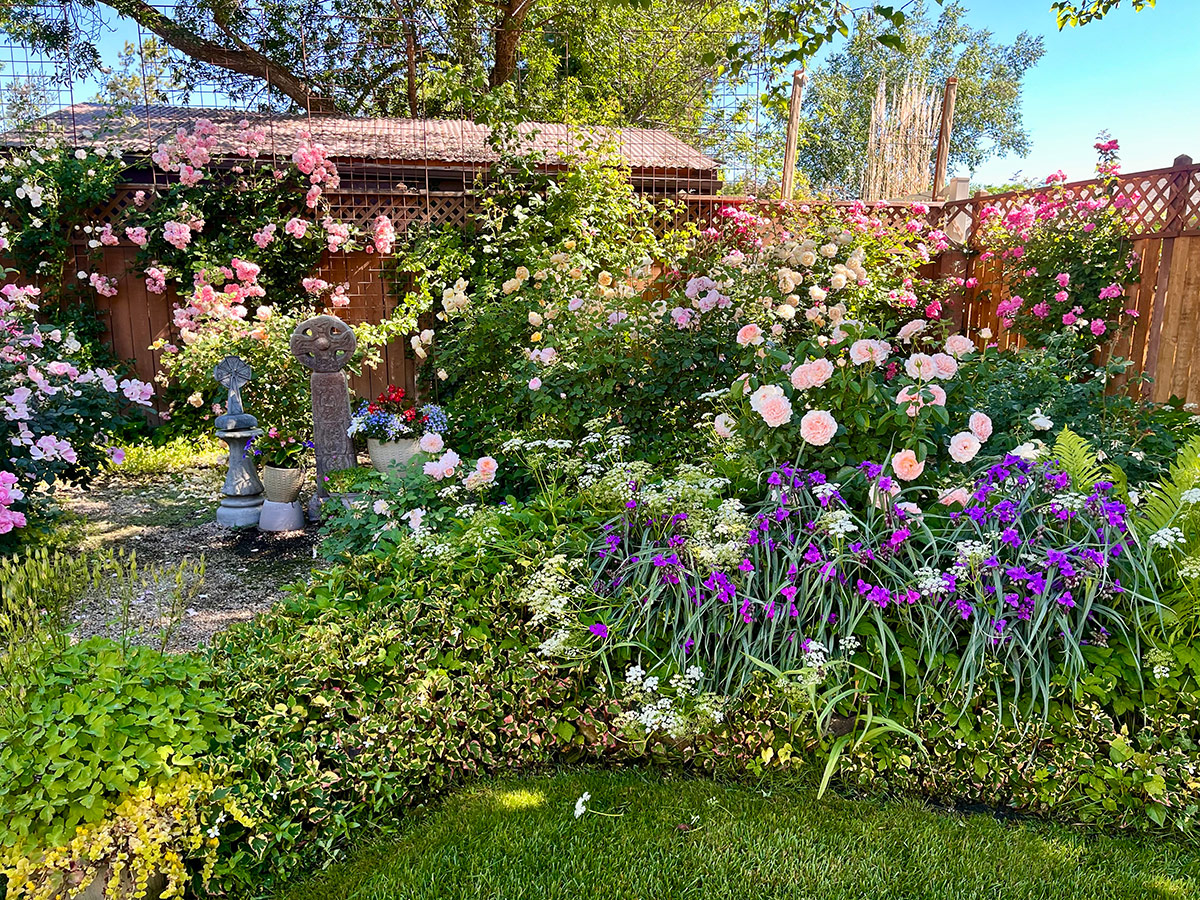 garden with lots of pink and purple flowers