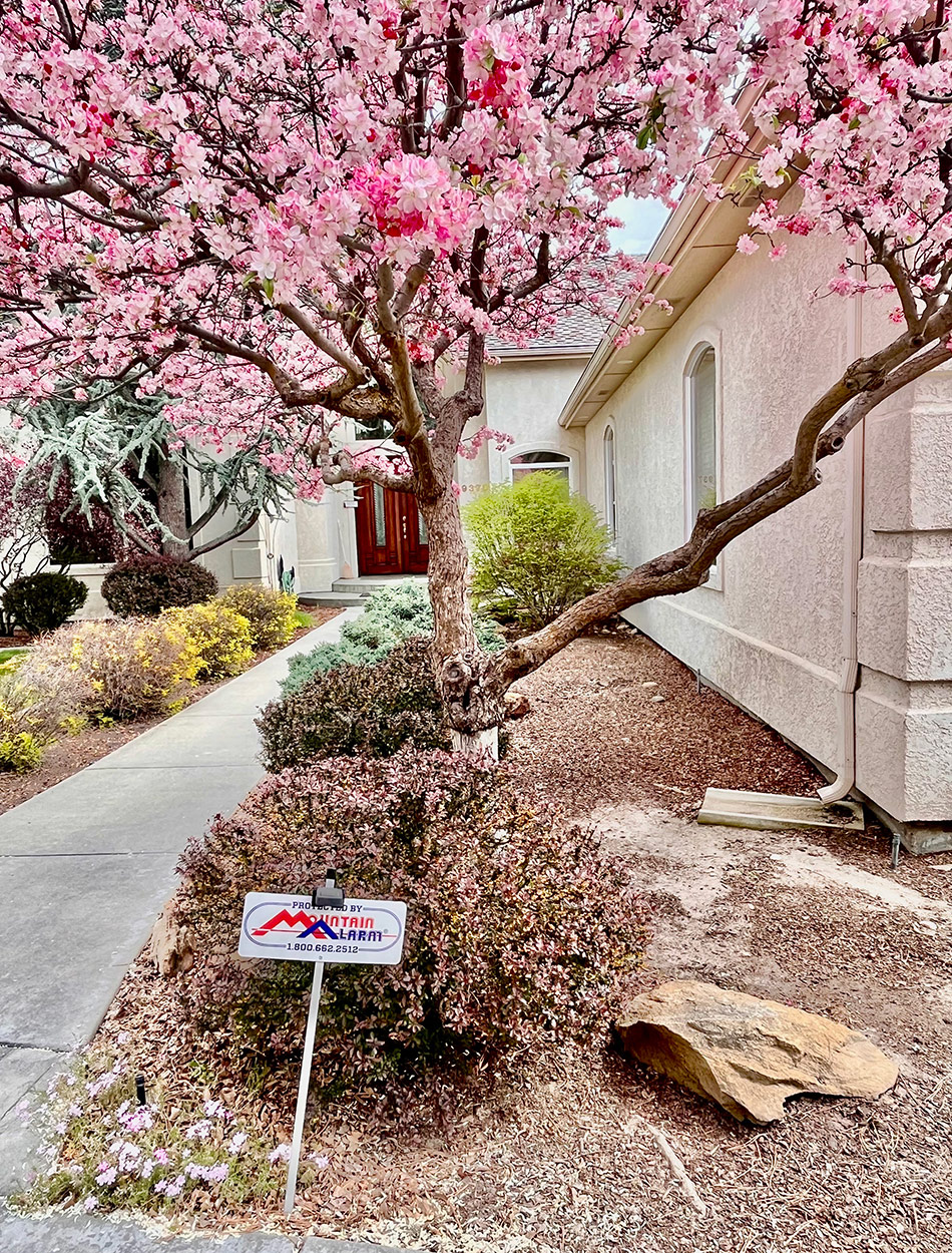 cherry blossom tree at front entrance of home