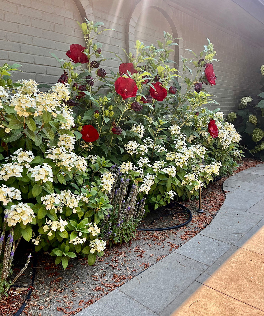 garden bed with white hydrangea and red hibiscus flowers