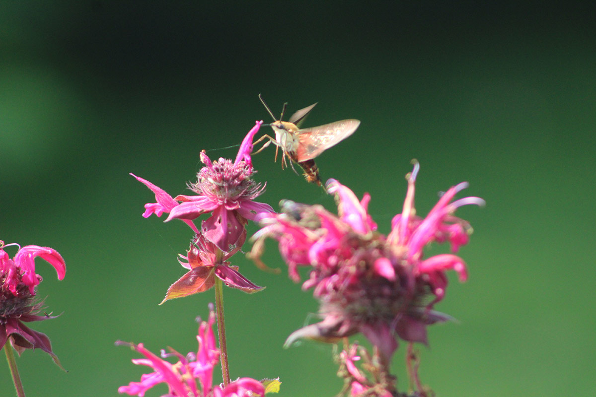 moth flying toward bright pink flowers