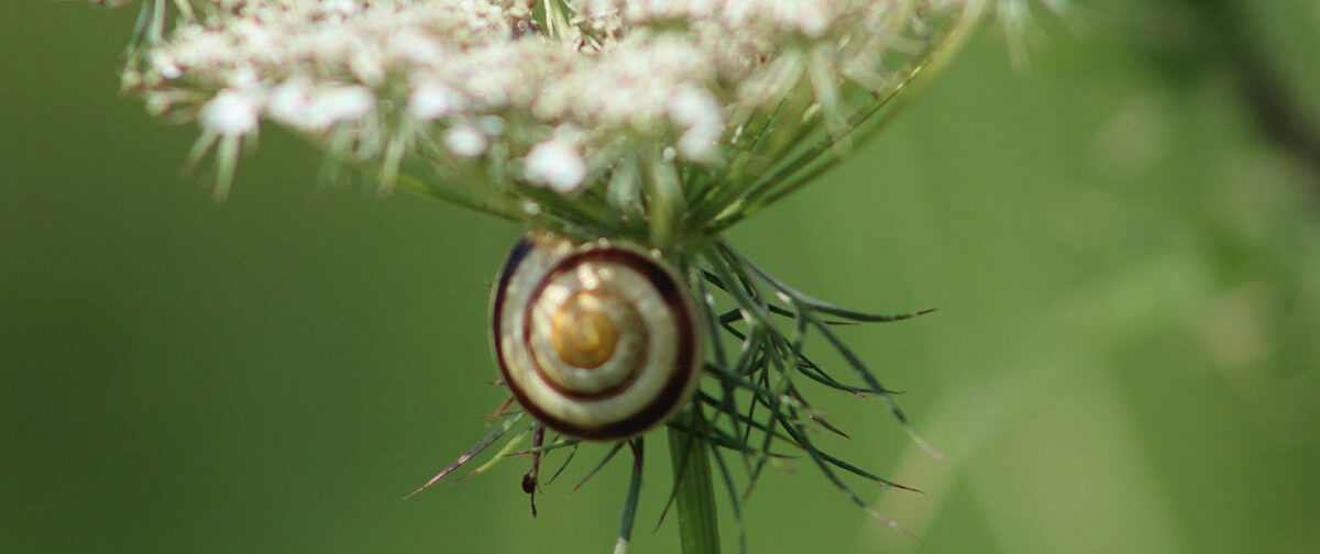 snail on the underside of white flower