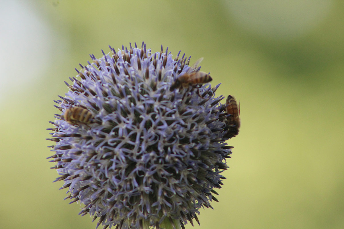 bees on a light purple globe flower