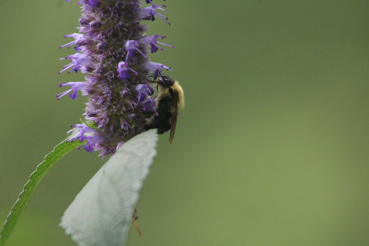 bee on spire of light purple flowers