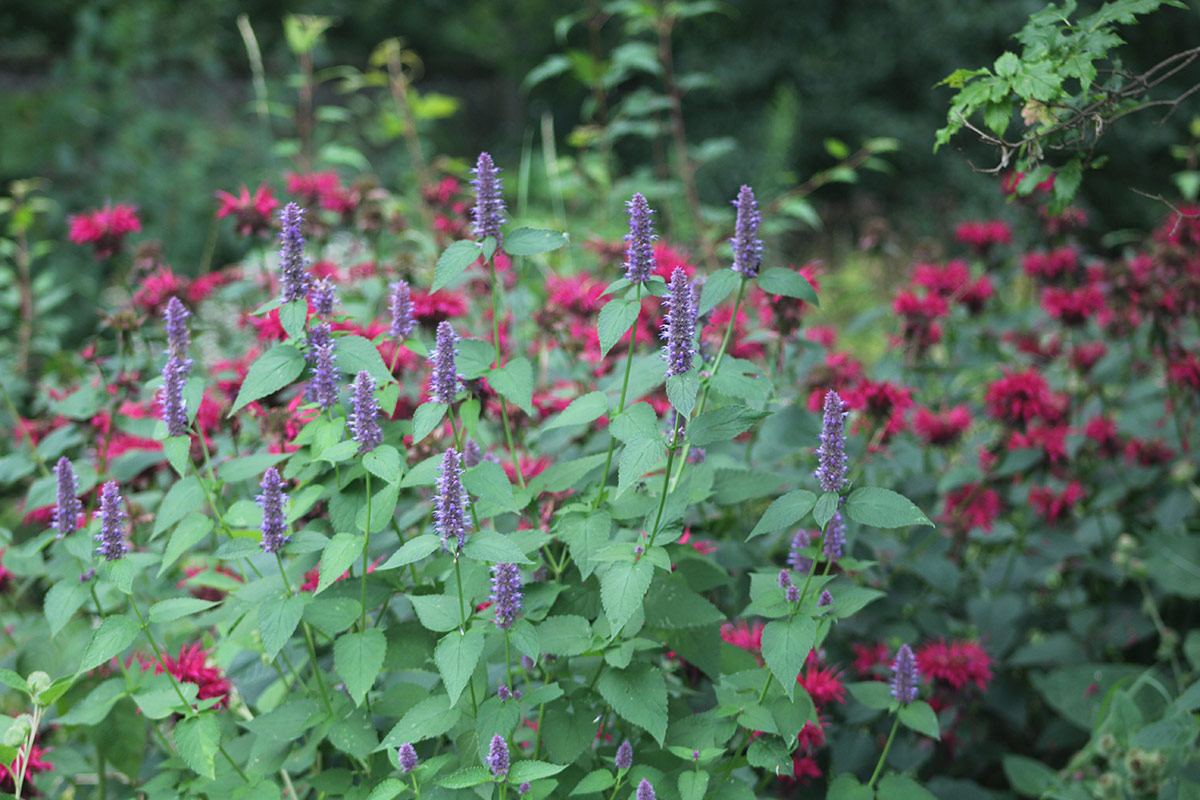 spires of purple flowers with bright pink flowers in the background