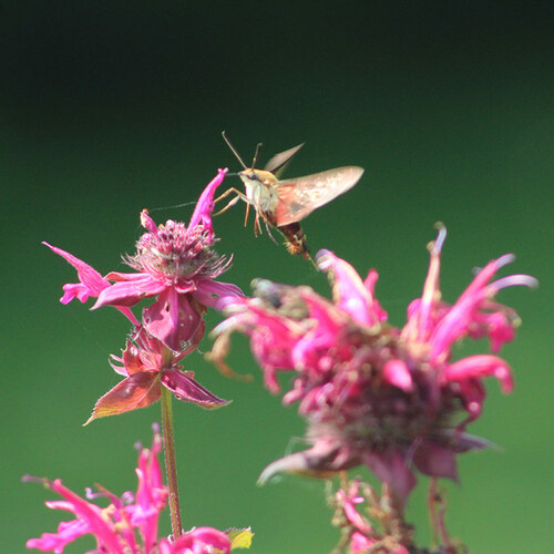 Caroline’s Pollinator Pictures, Part 2