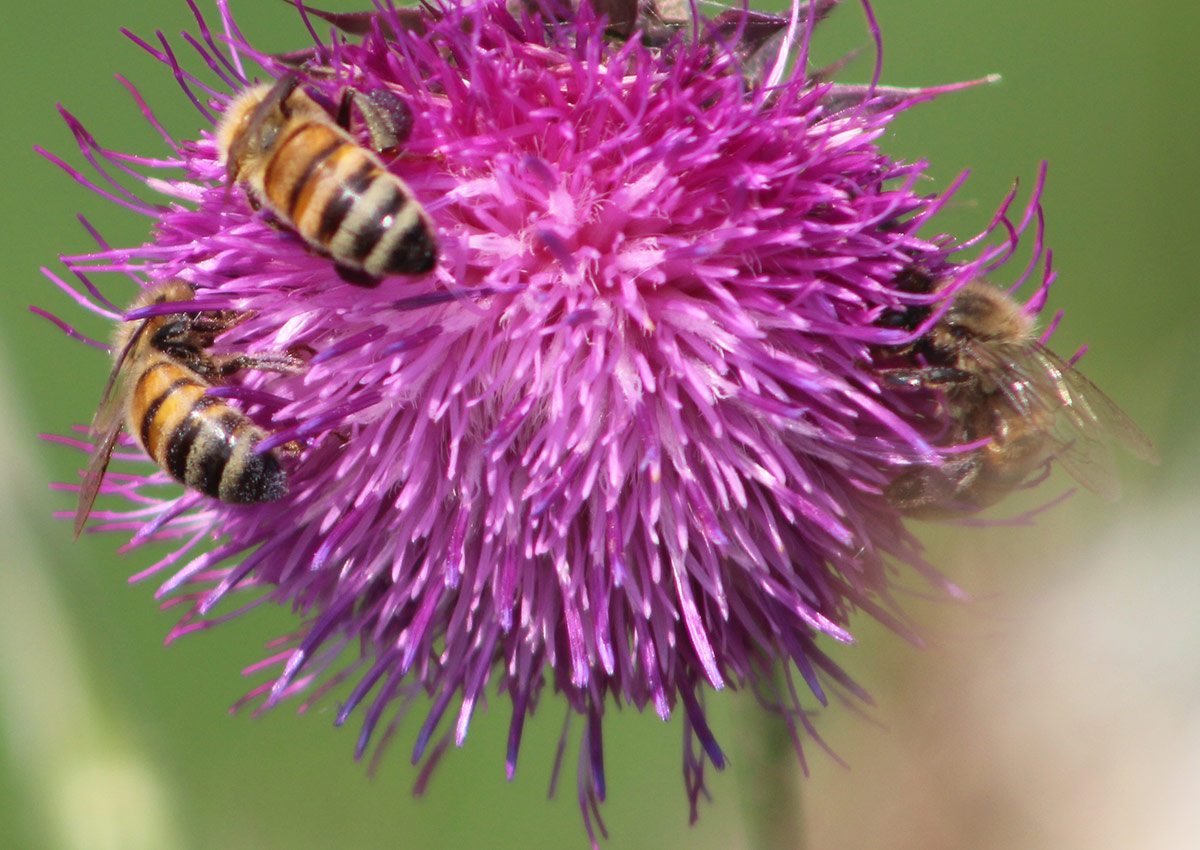 close up of bees on thistle