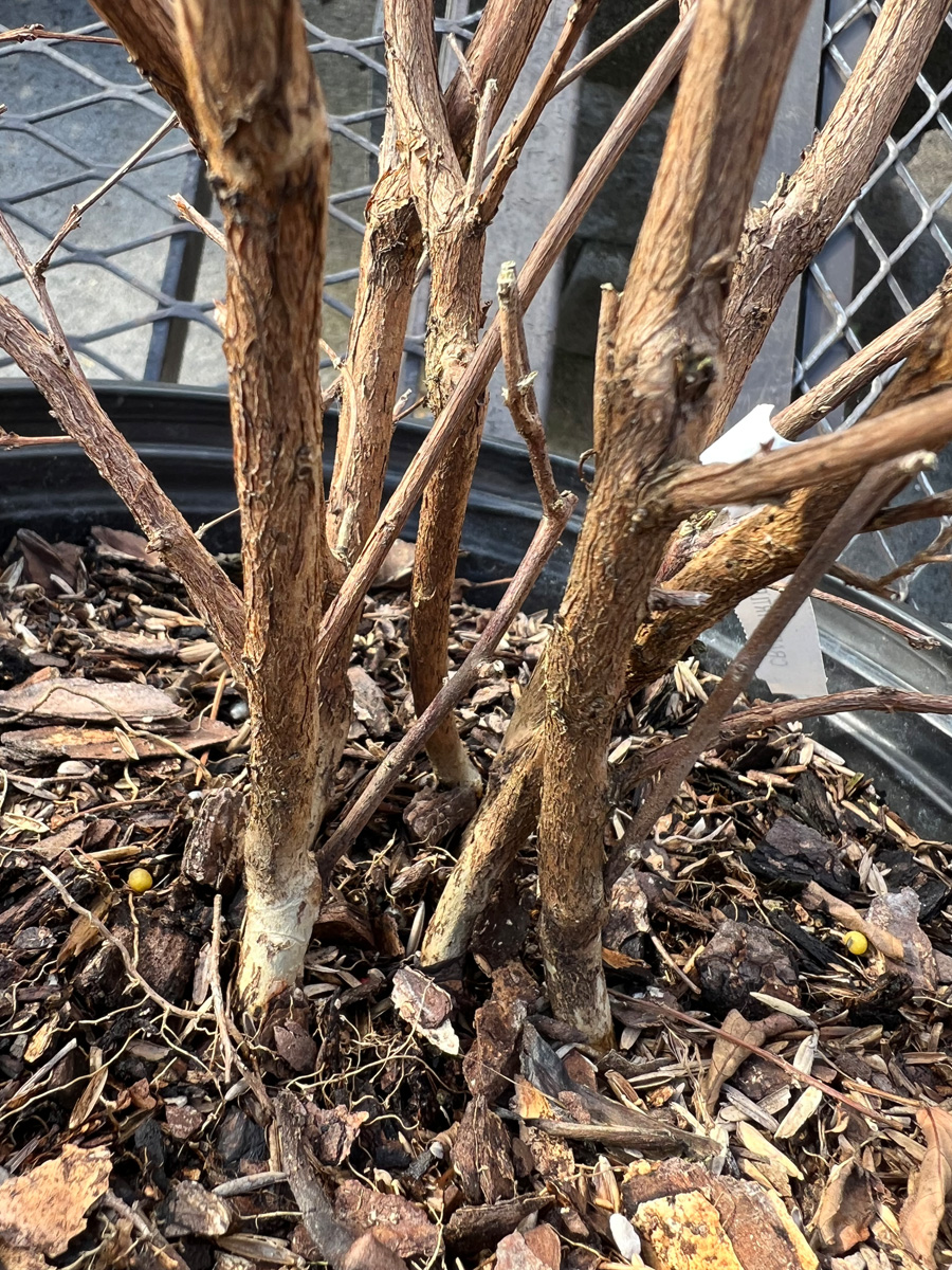 pot of crape myrtles