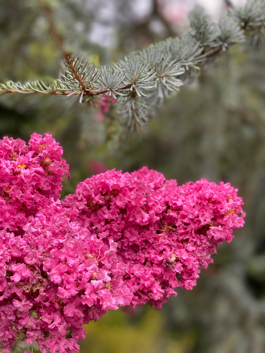 Crape myrtles bloom 