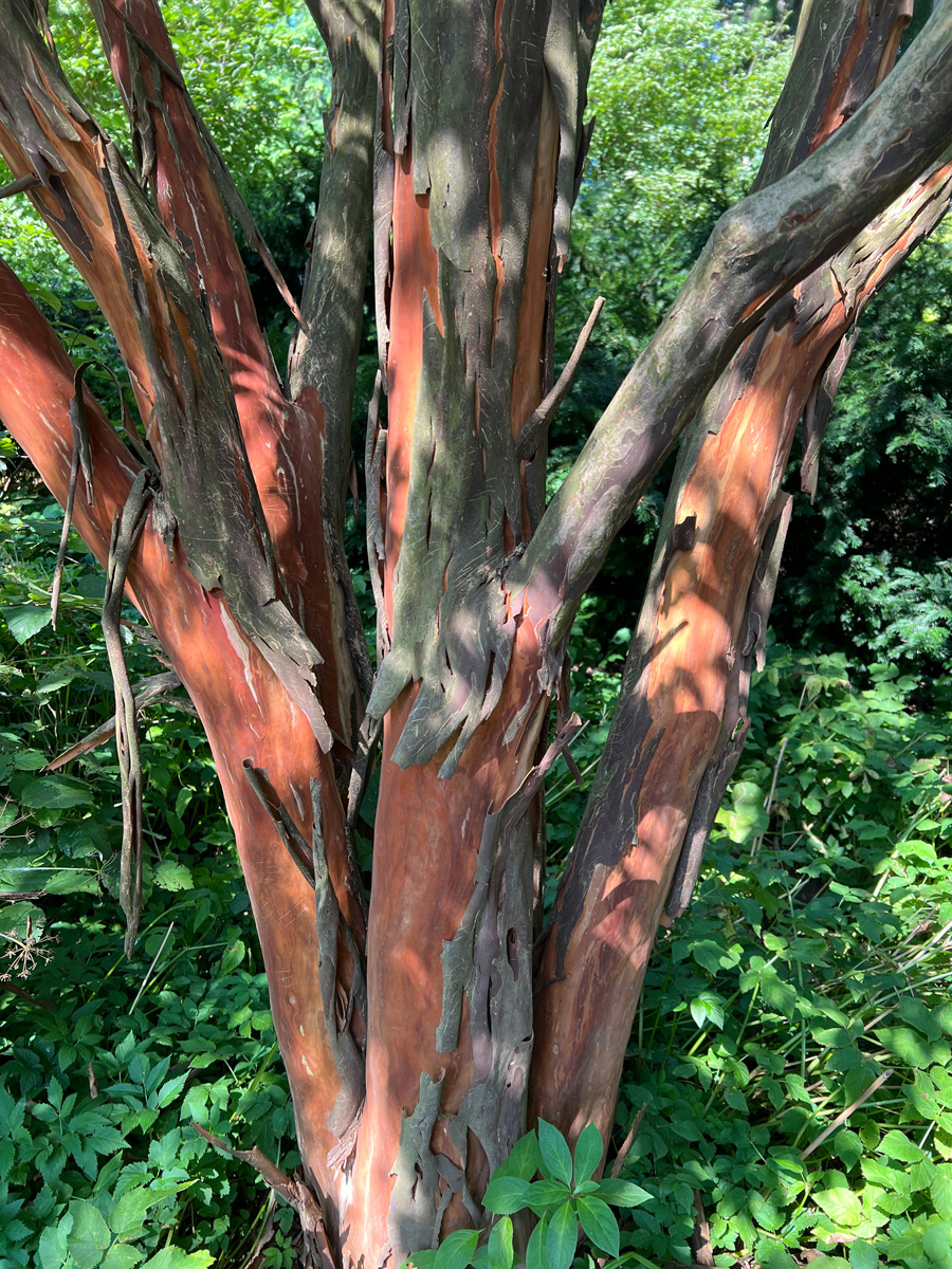 Lagerstroemia subcostata var. fauriei ‘Townhouse’ bark