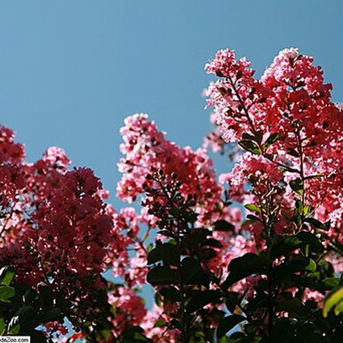 How to Grow Crape Myrtles