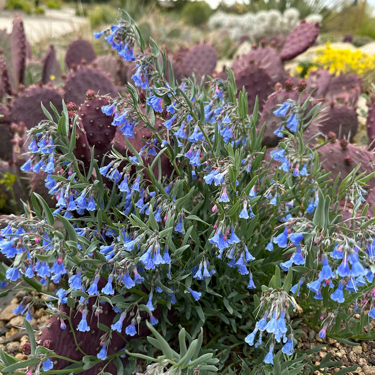 True Blue Flowers Native to the Mountain West - Fine Gardening