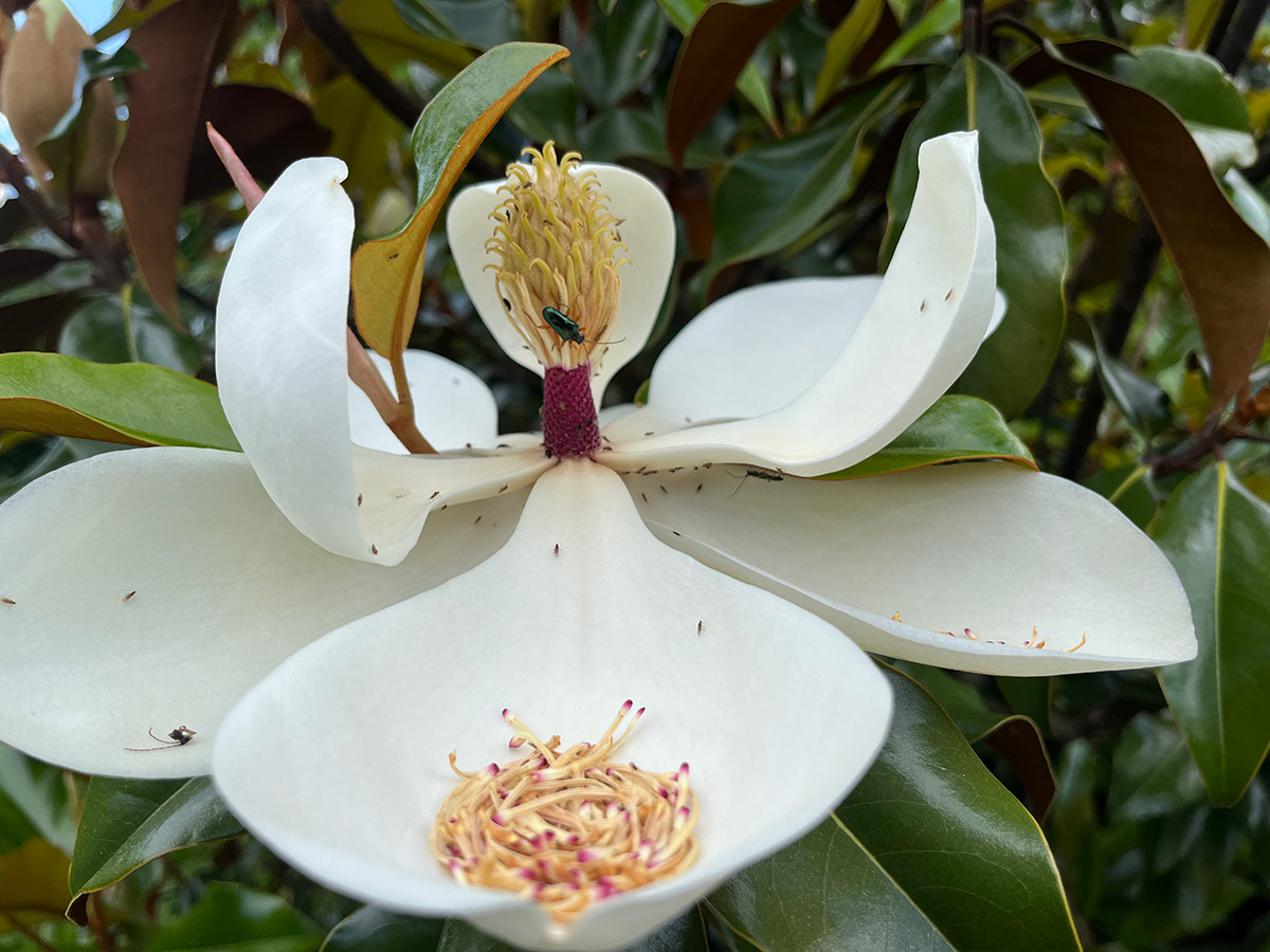 beetles on a white magnolia bloom