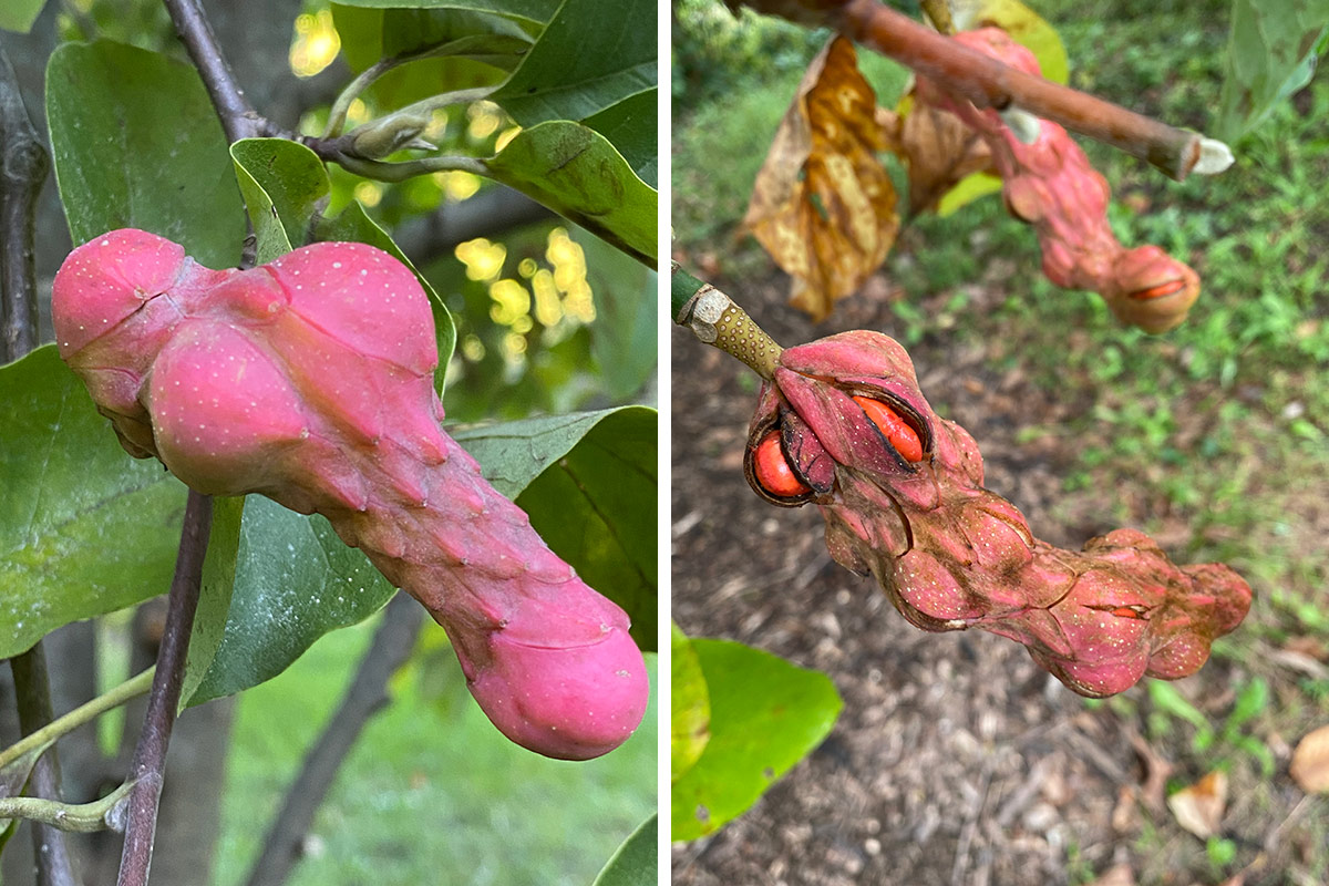 golden sun magnolia seedpod