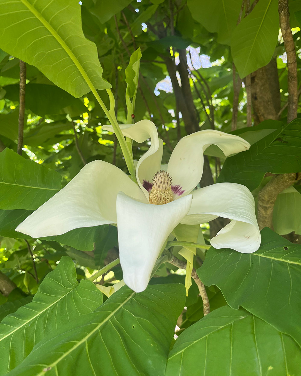 large white magnolia flower