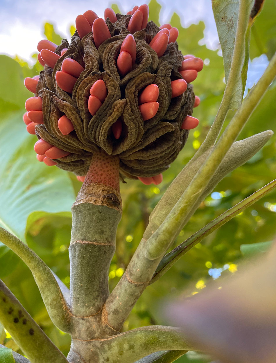 ripe bigleaf magnolia seedcone