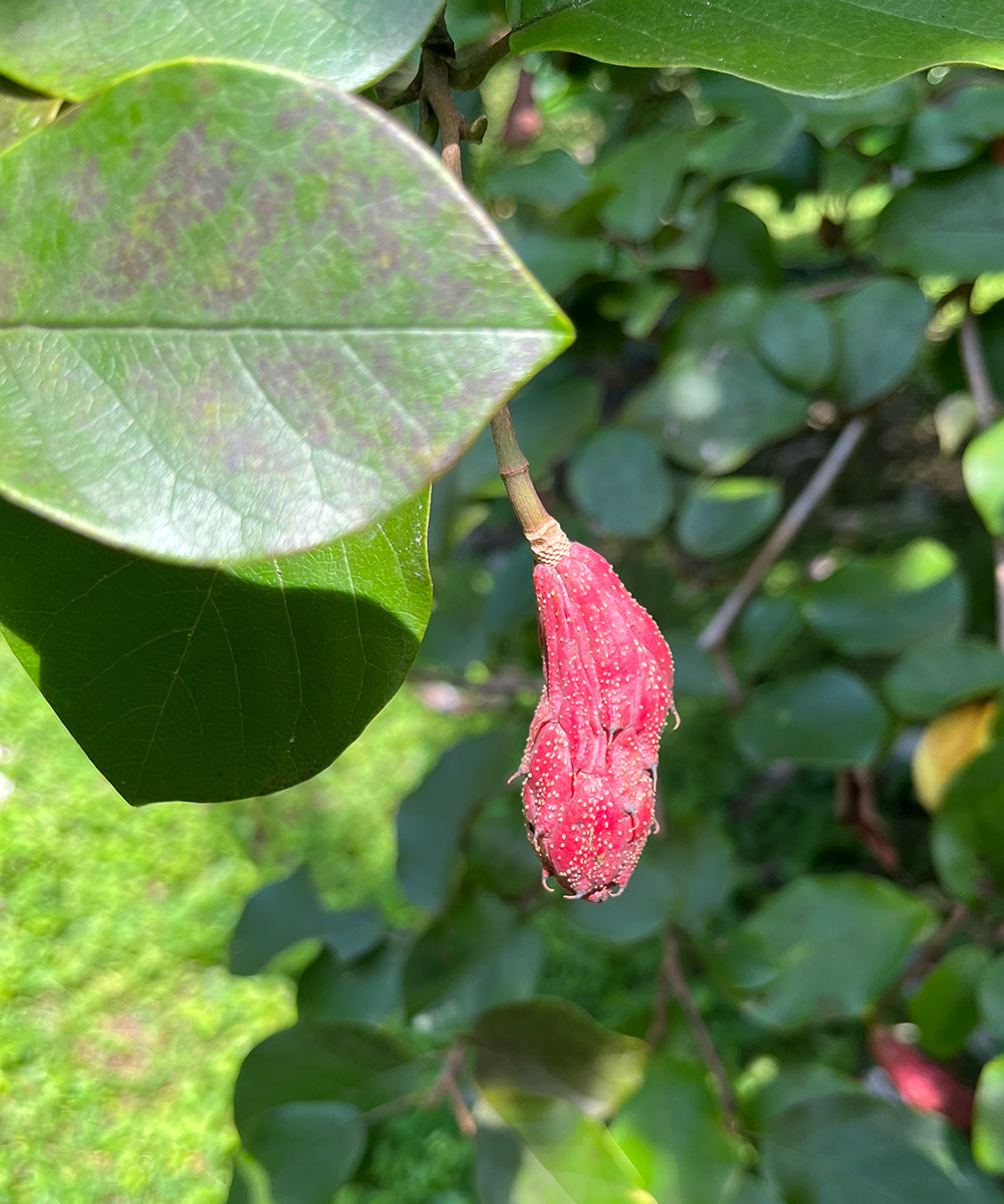 small red magnolia seedpod