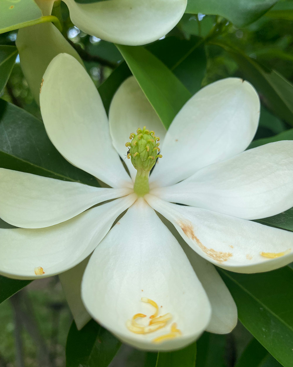 fully open white sweetbay magnolia bloom