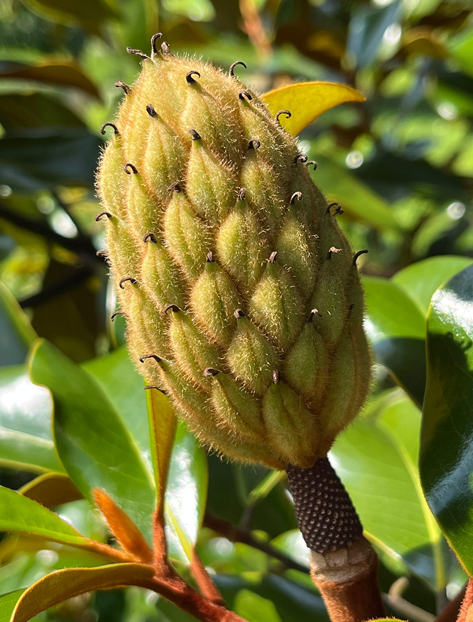 unripe seedpod of Southern Magnolia