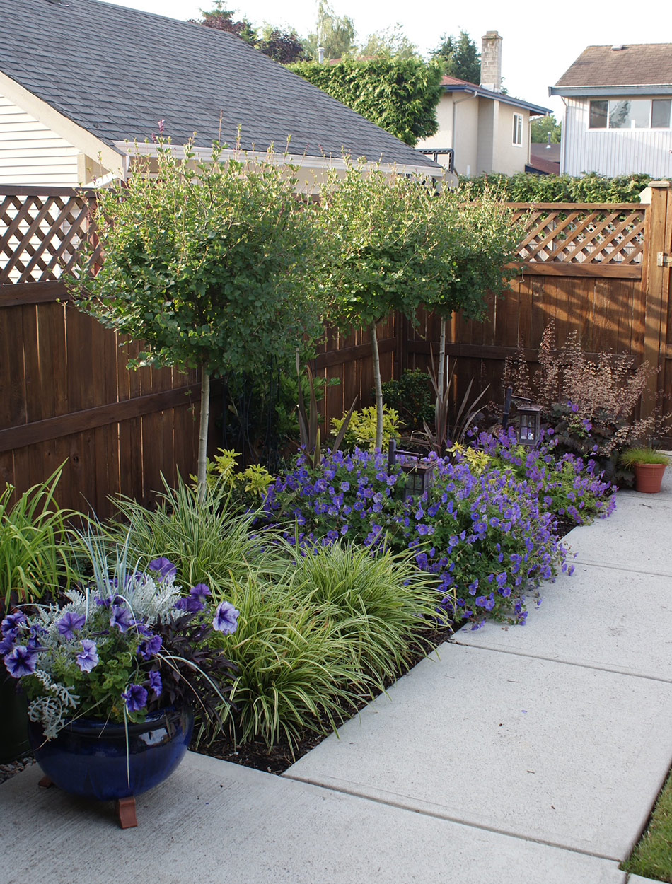 garden bed with small trees along fence