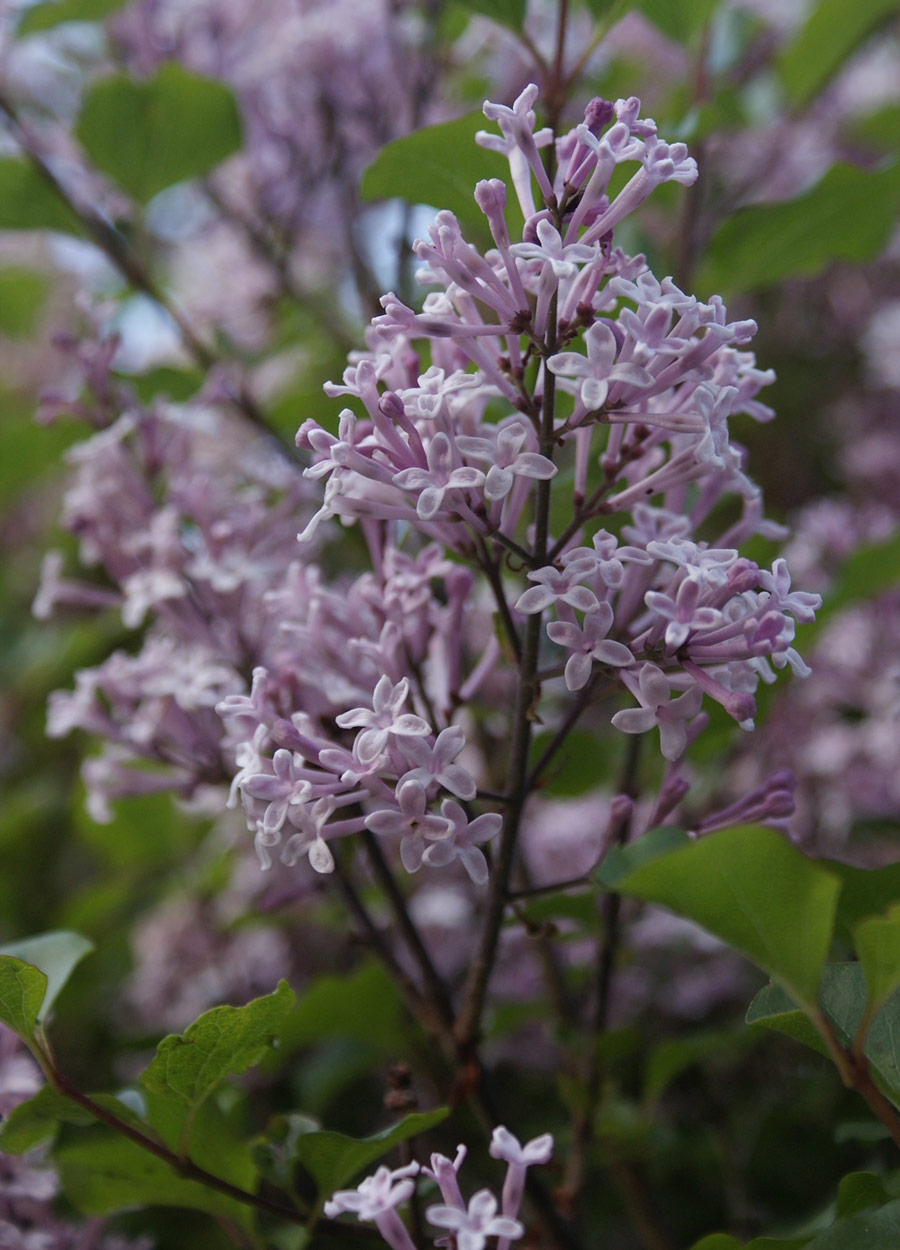 close up of lilac bloom