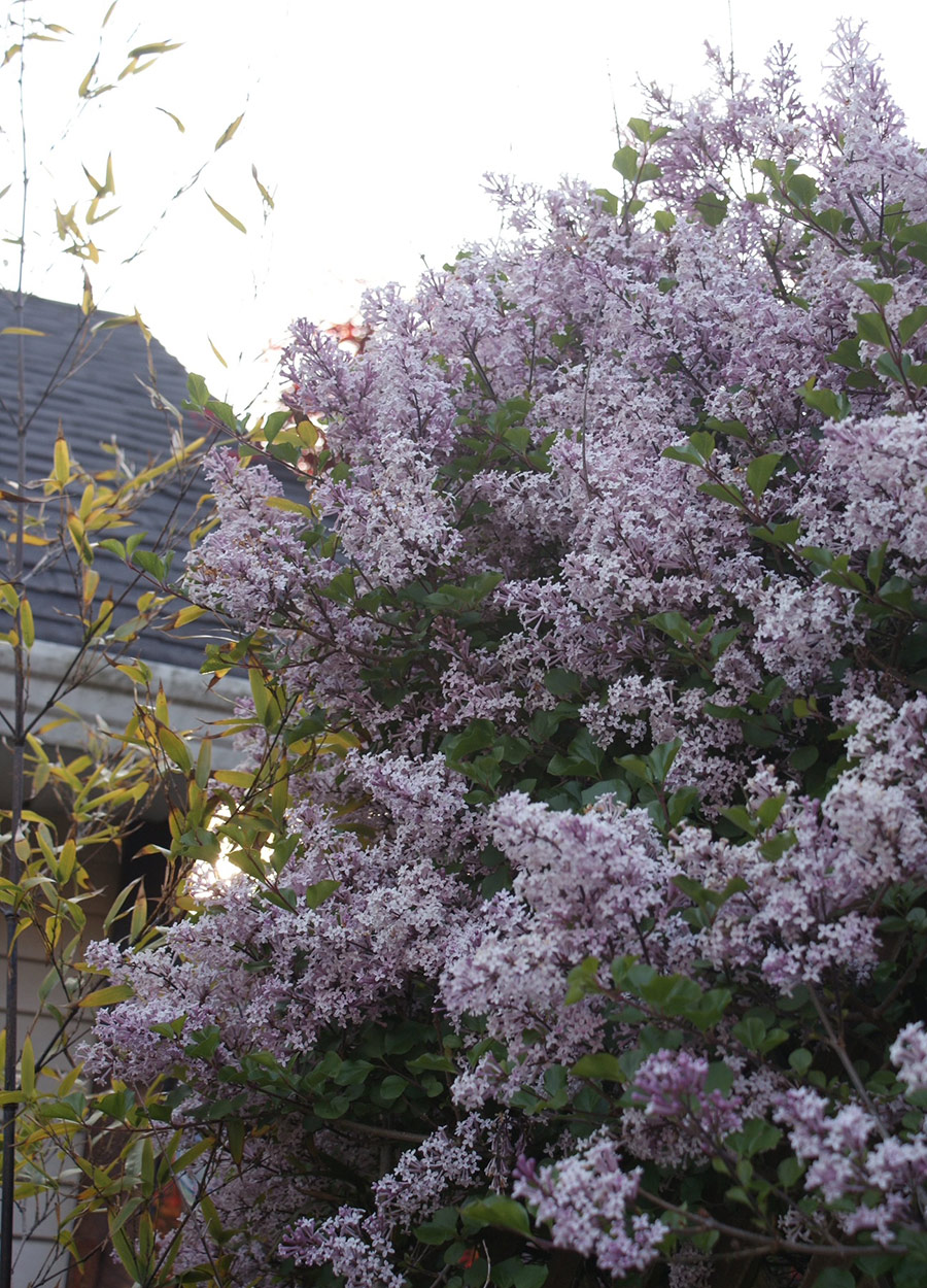 mature lilac shrub in full bloom