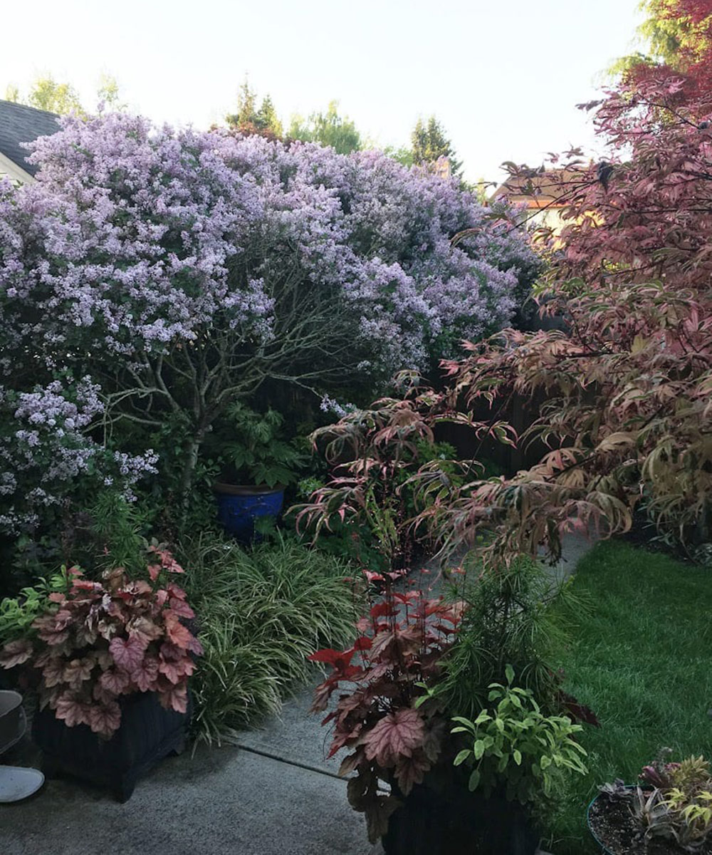 lilacs in garden bed