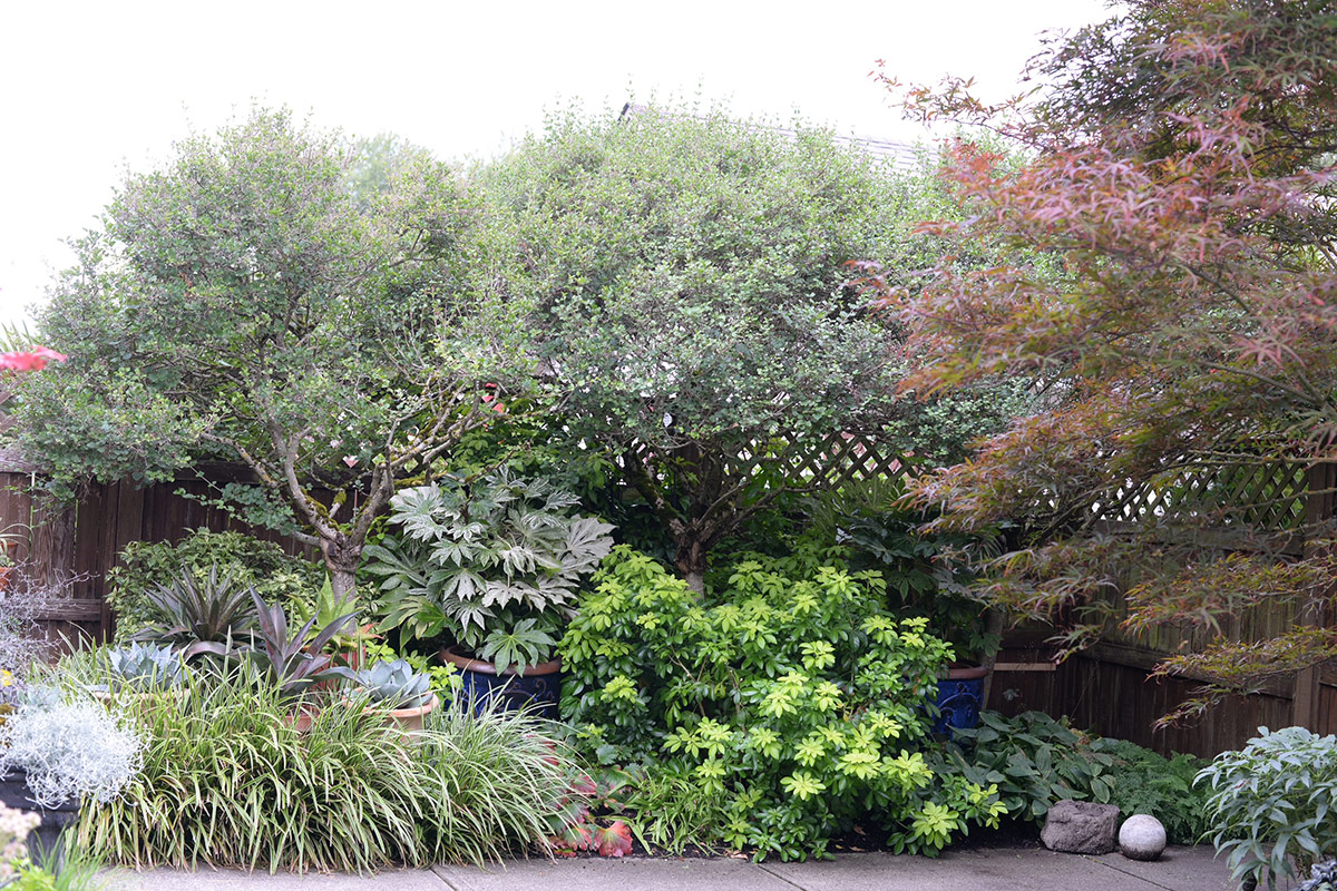 mature perennial garden along fence