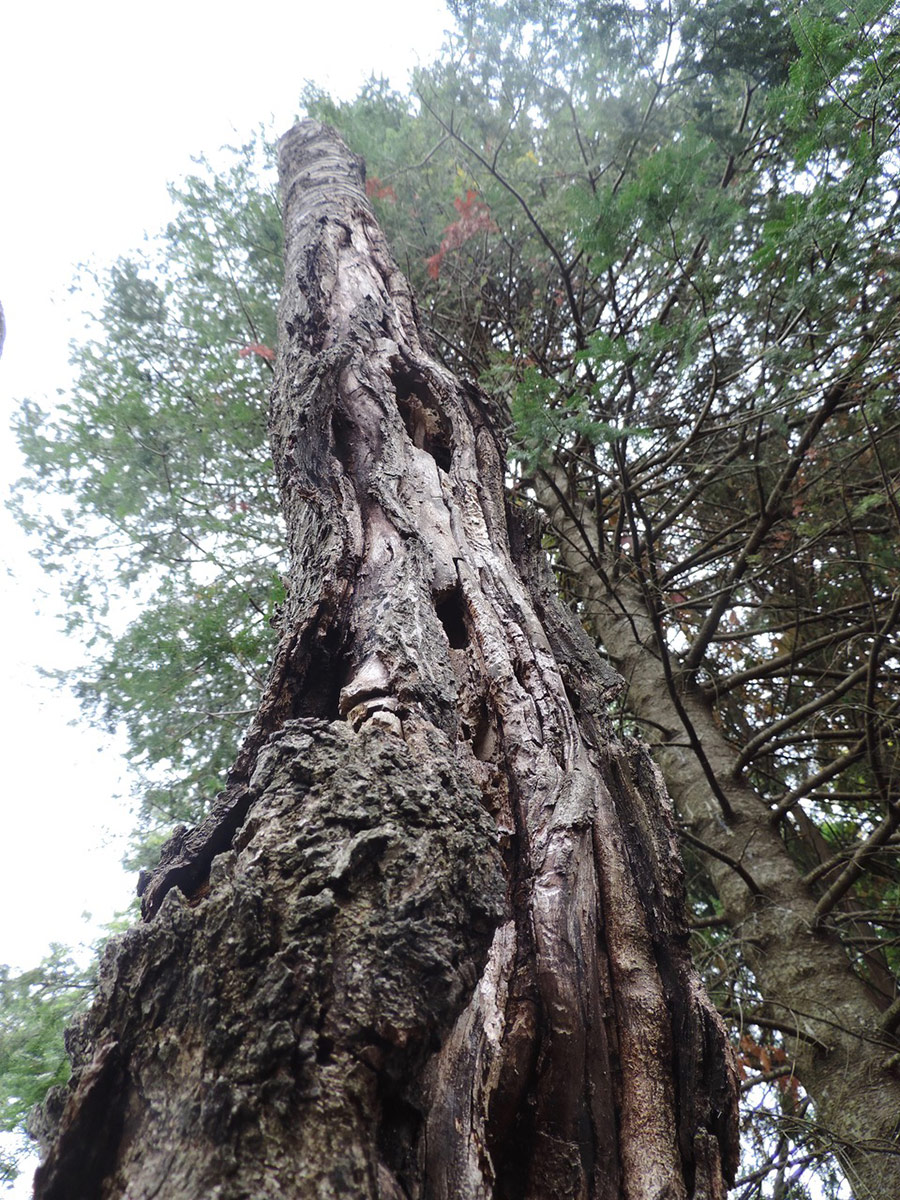 dead cherry tree trunk