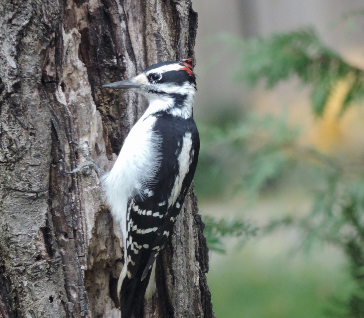 black and white woodpecker