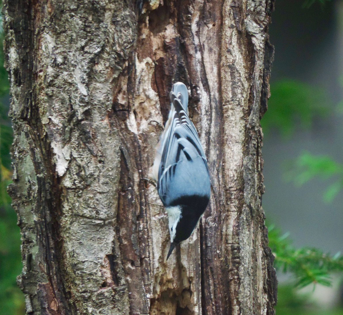 light blue bird with dark blue markings