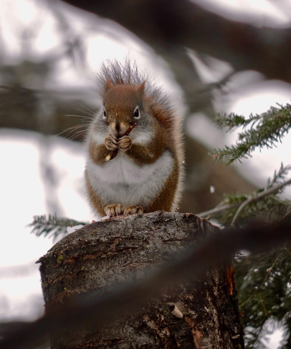 red squirrel in tree