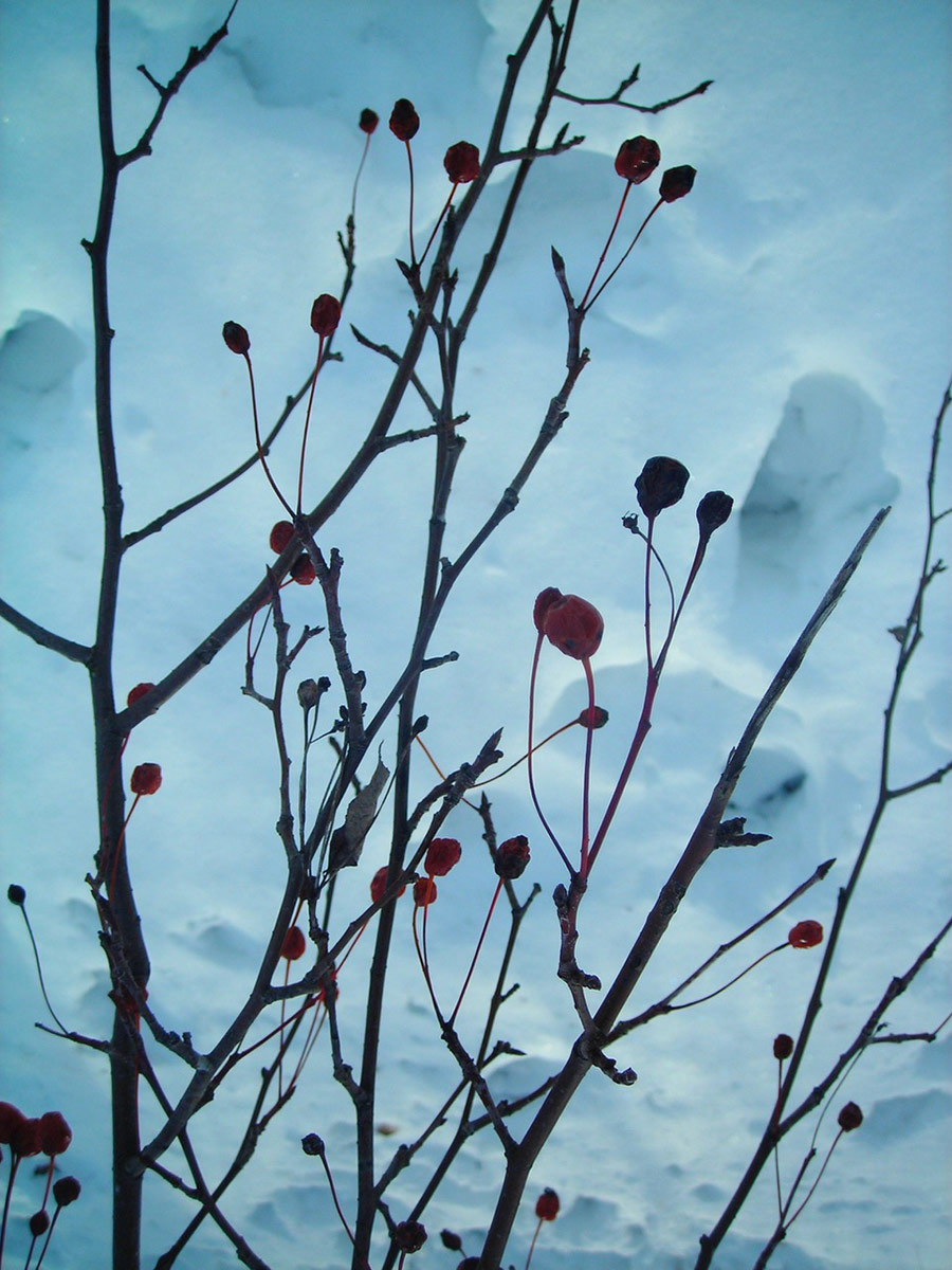 seed heads with snow in background