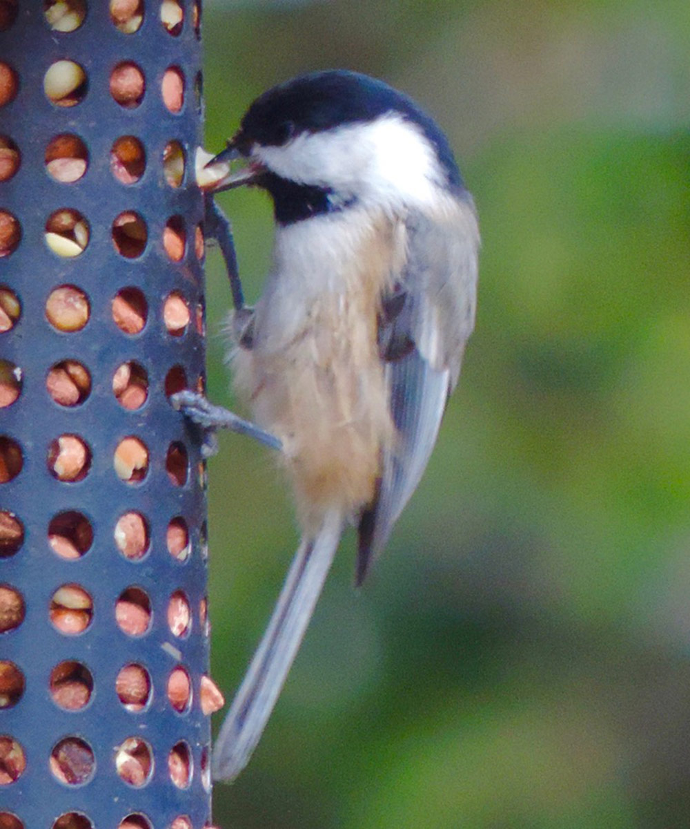 small bird on bird feeder