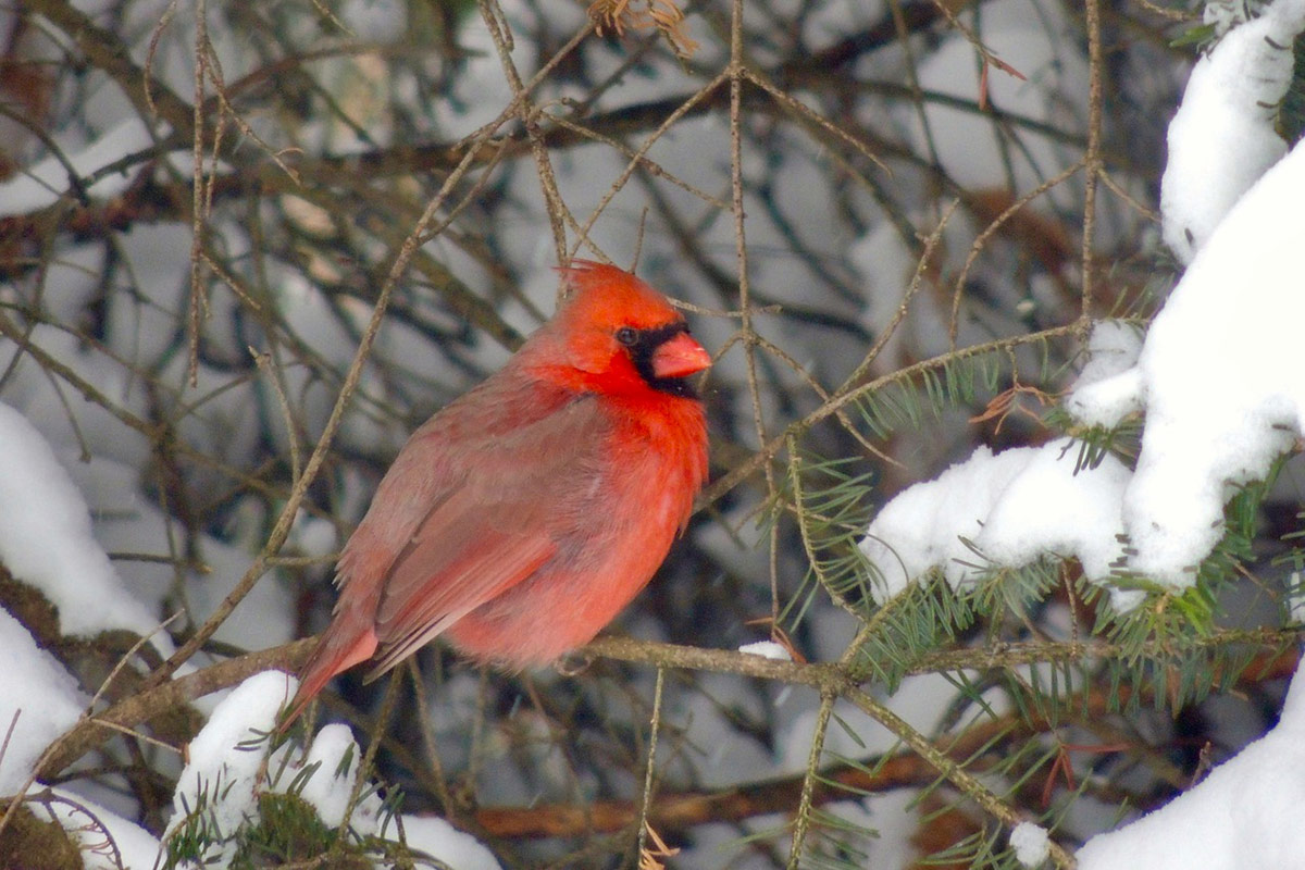 cardinal in winter garden