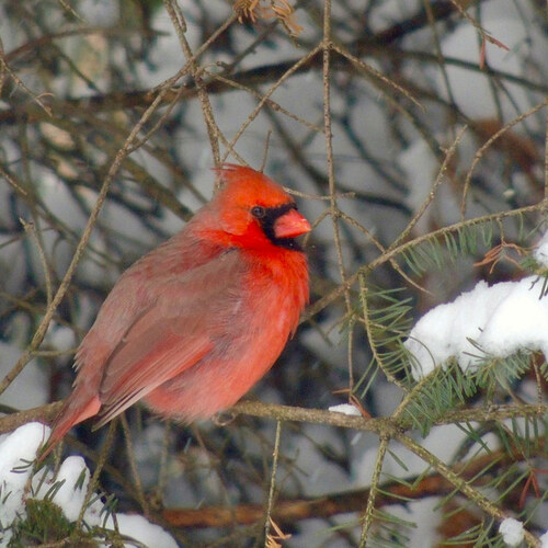 cardinal in winter garden