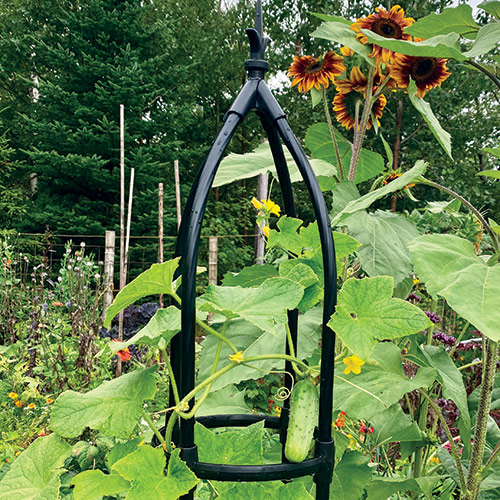 21 Shade Plants That Thrive In Low Light | Garden Design
