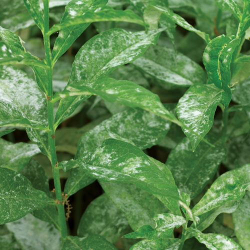 Disease-Resistant Alternatives to Problem Plants - Fine Gardening