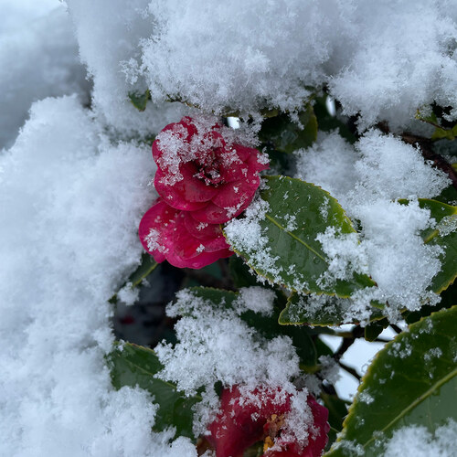 shrub with pink flowers covered in snow