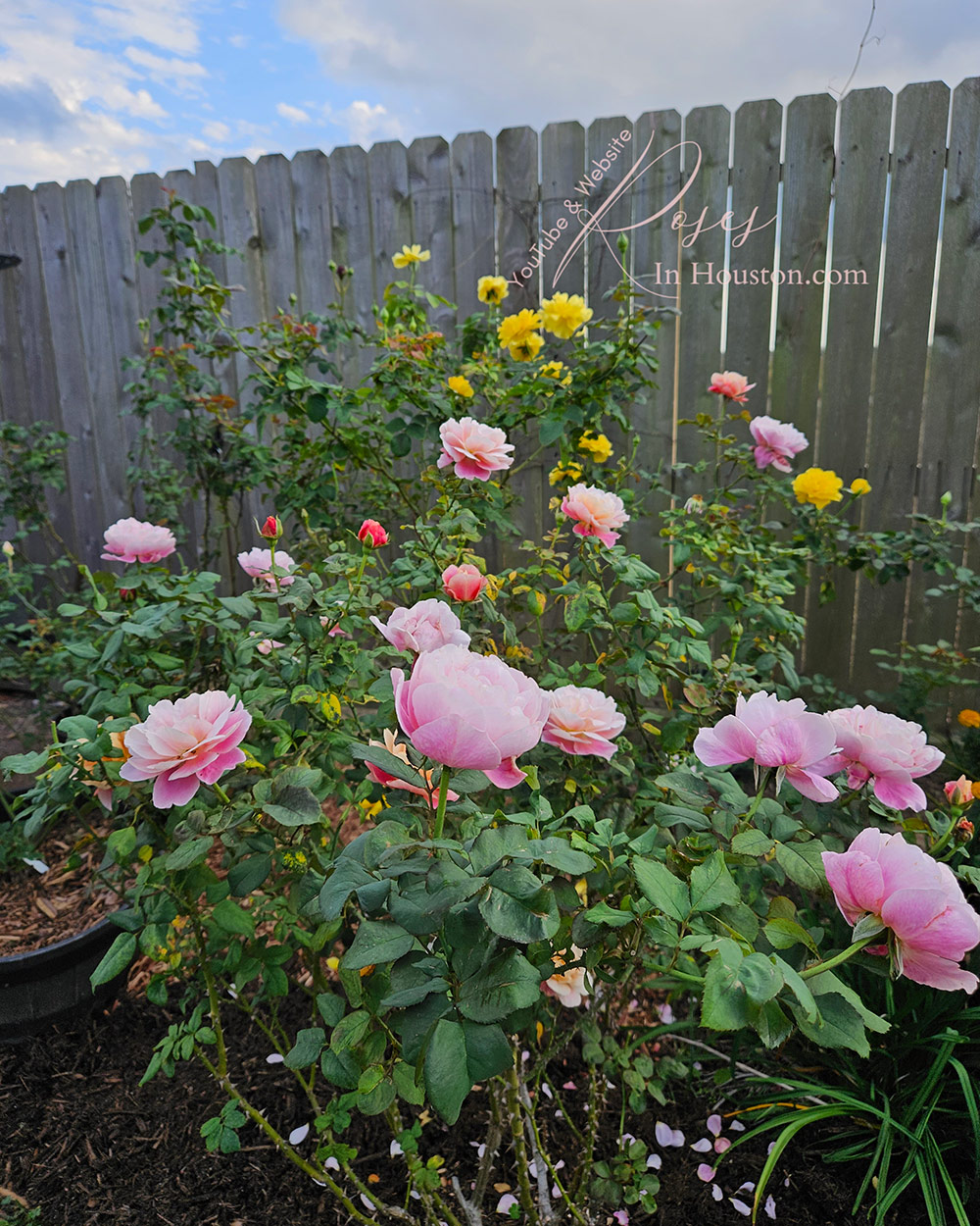 light pink roses with yellow roses behind