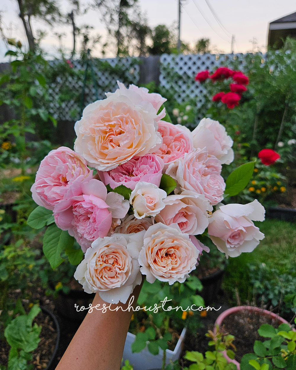 handful of cut pink roses