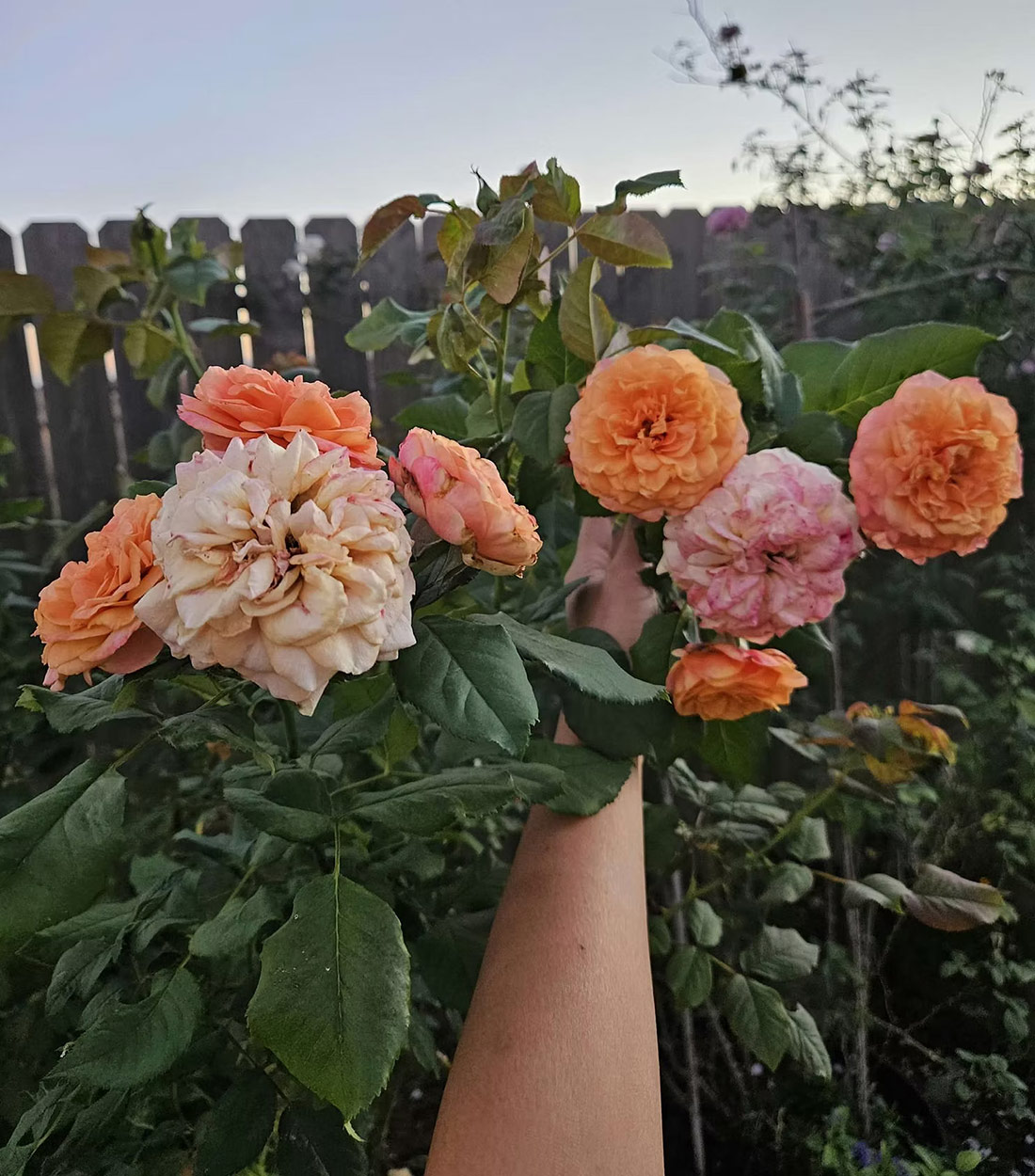 handful of peach color roses